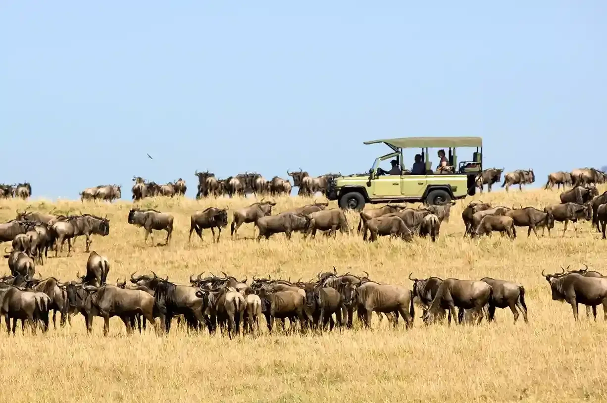Migration Serengeti de 5 jours et Ngorongoro Safari