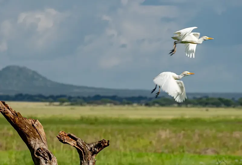 Sérengeti à 7 jours et ngorongoro Bird Watching Safari
