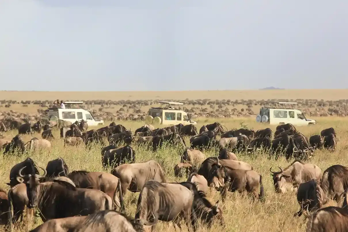 SAFARI DE MIGRATION SERENGETI de 5 jours