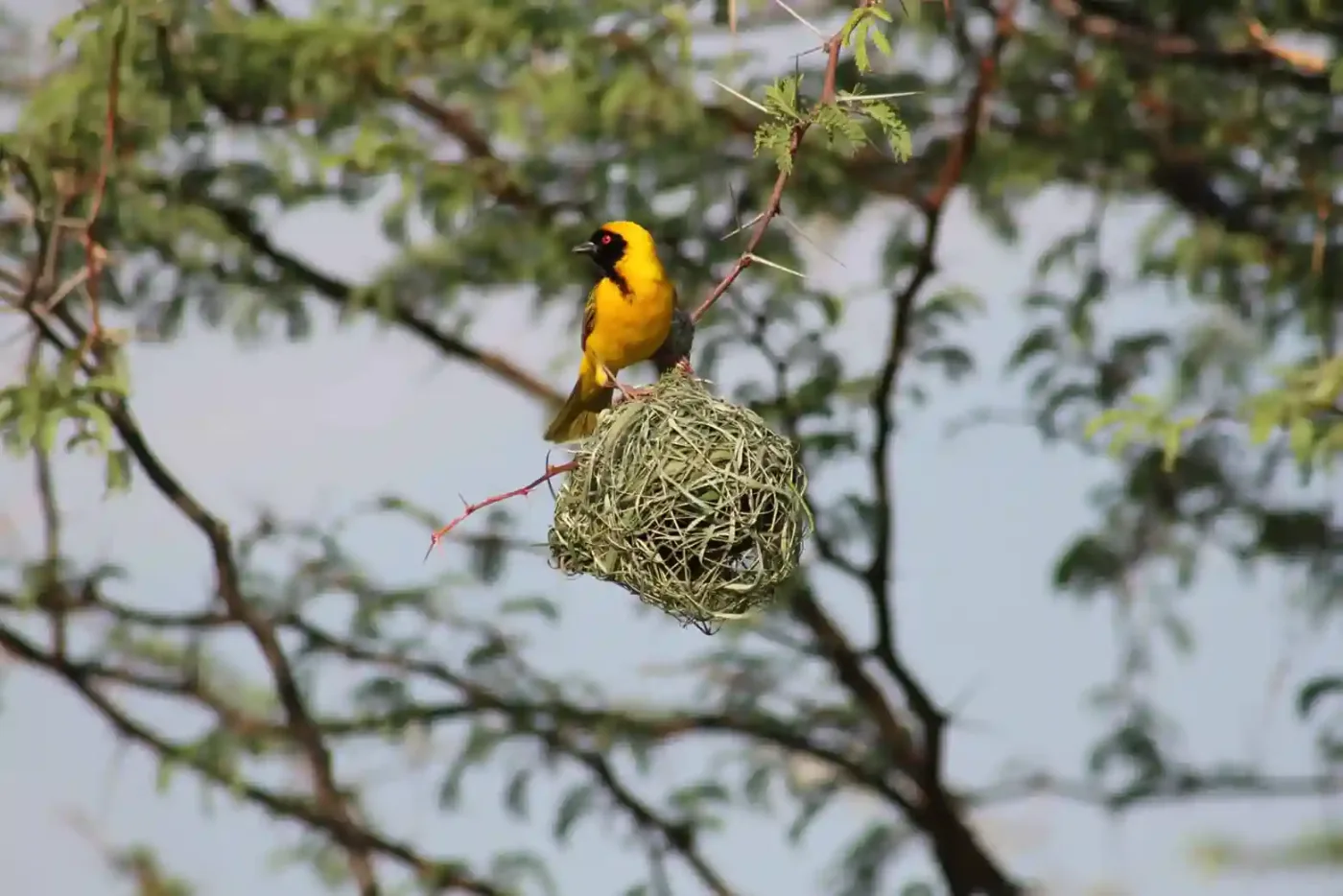 Safari d'observation des oiseaux du nord de la Tanzanie de 6 jours