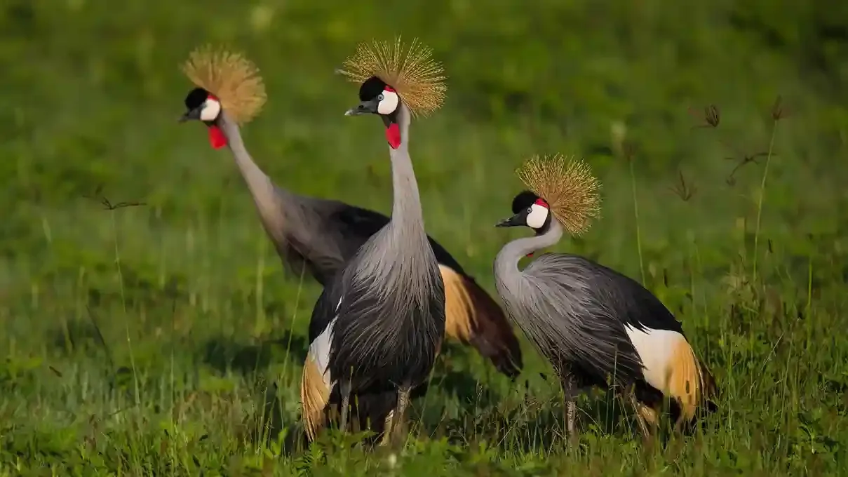 Fauffe de 5 jours et combo de safari d'observation des oiseaux