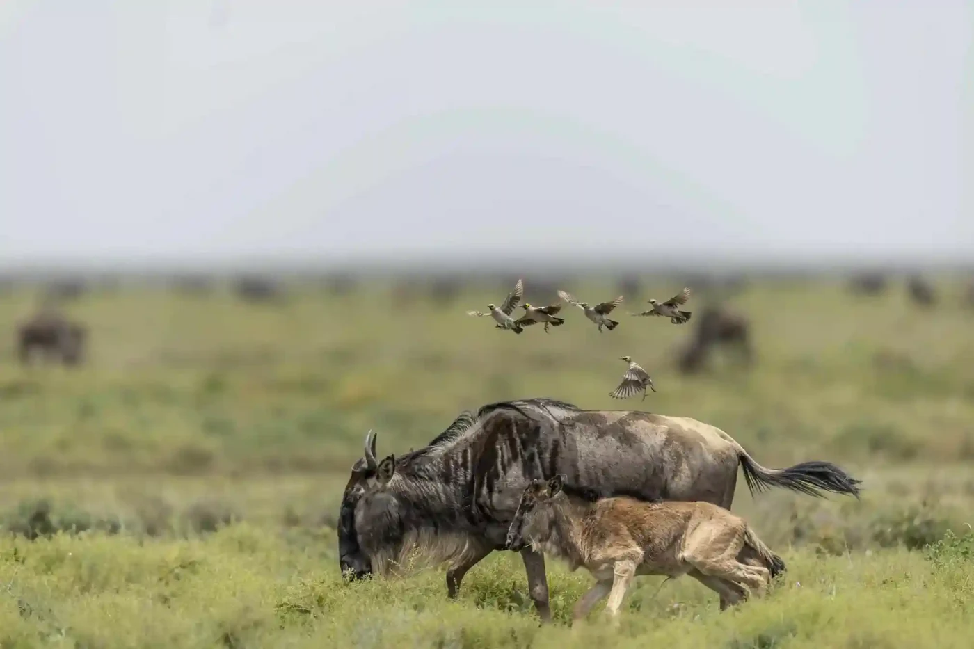 Migration Serengeti de 8 jours, Tarangire et Ngorongoro