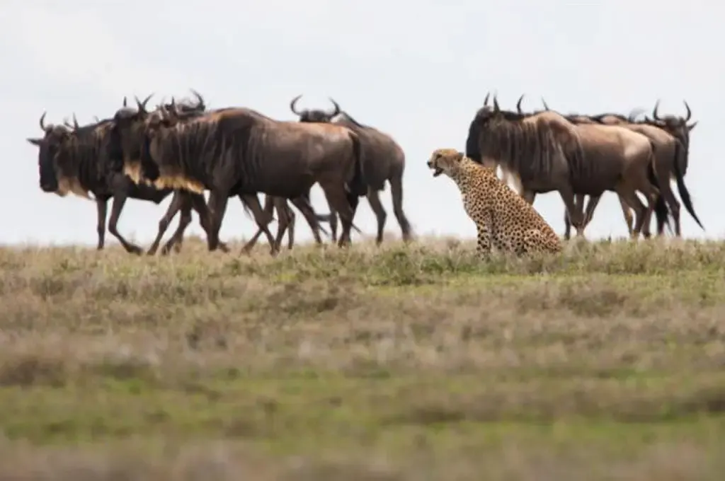 Ultimate Serengeti Migration Safari
