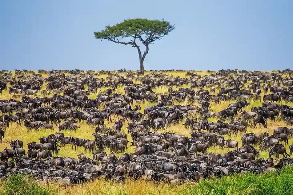 Packages de safari privés en Tanzanie