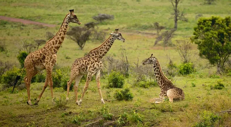 Voyage de la journée du parc national d'Arusha