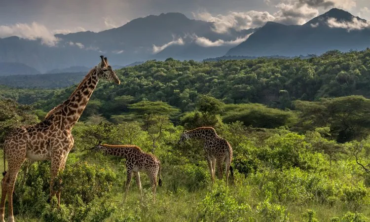 Voyage de la journée du parc national d'Arusha