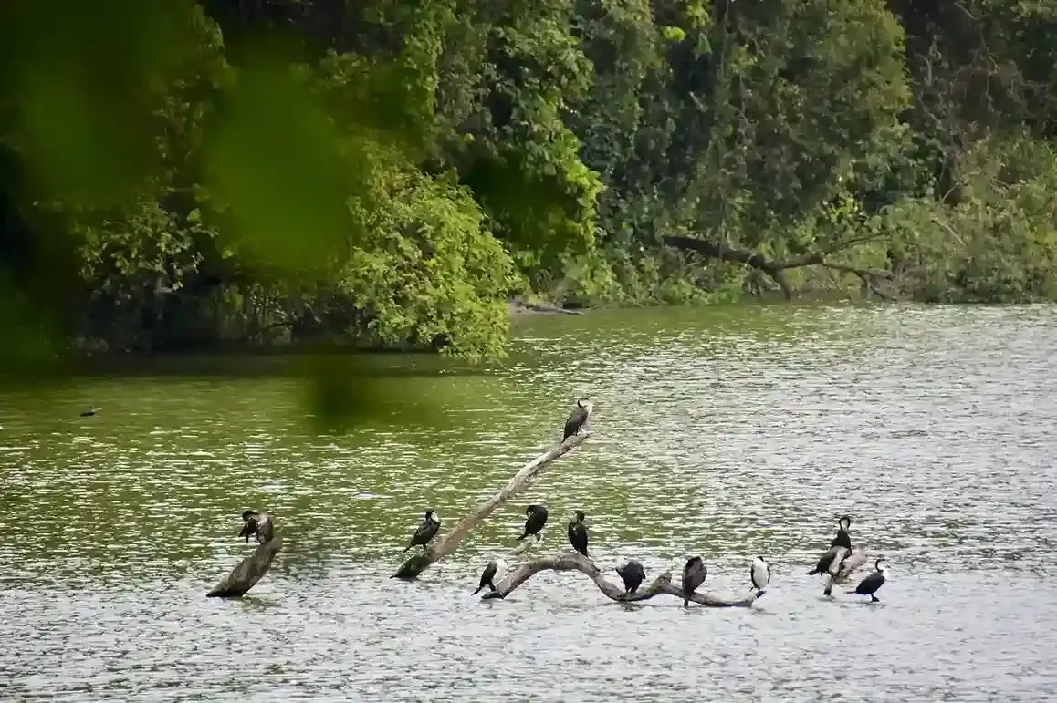 Observation des oiseaux au lac Duluti près d'Arusha