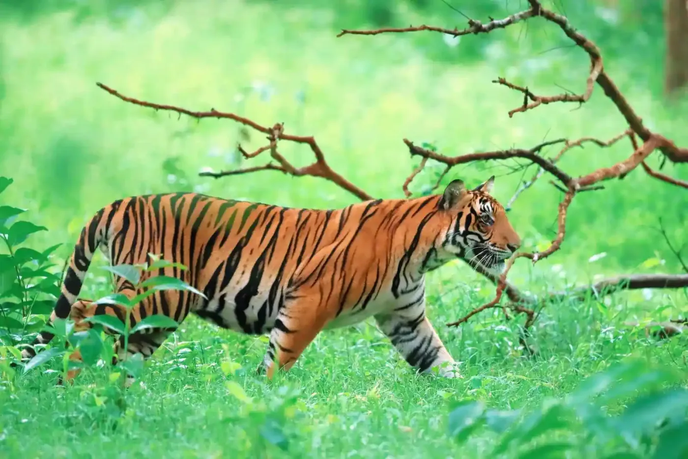 Sundarbans Royal Bengal tiger, Cox’s Bazar beach, Srimangal tea gardens and Dhaka river life – Bangladesh travel guide 2026-2027