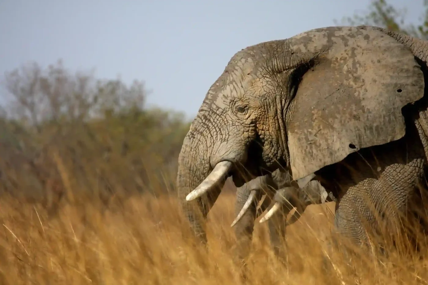 Ganvié stilt village, Ouidah voodoo sites, Abomey royal palaces and Pendjari elephants – Benin travel guide 2026-2027