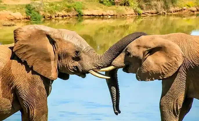 Mount Cameroon, Waza National Park, Limbe beaches and Korup rainforest – Cameroon travel guide 2026-2027