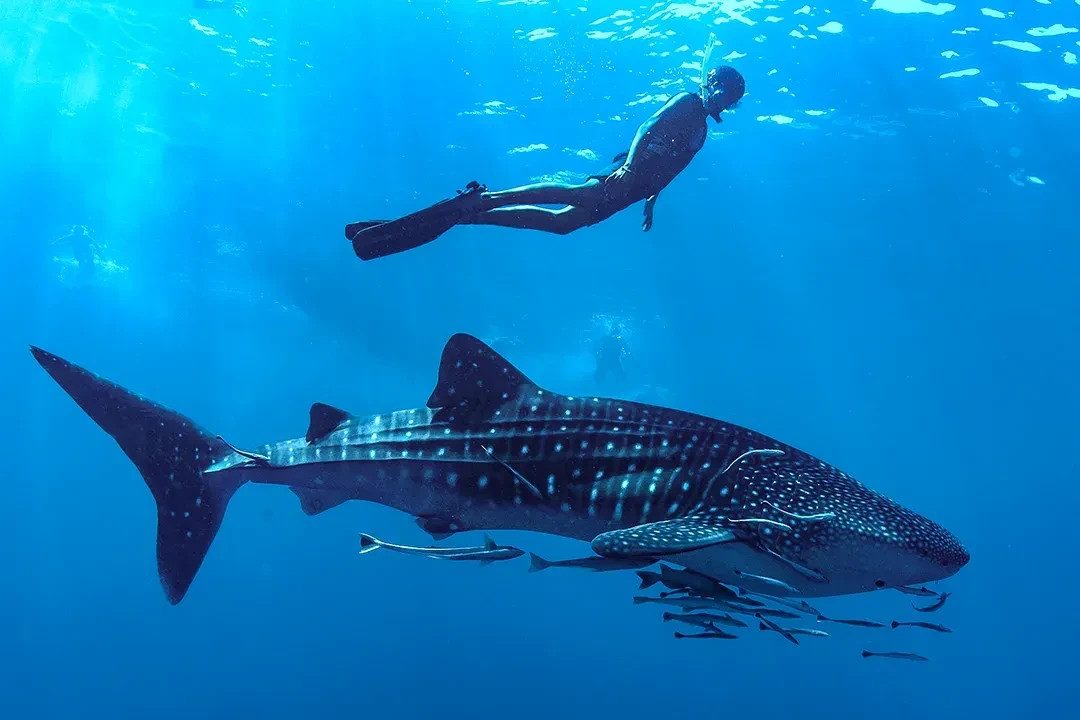 Lake Assal, whale sharks, Day Forest National Park and volcanic landscapes – Djibouti travel guide 2026-2027