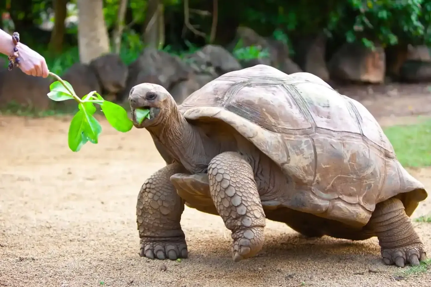 Anse Source d’Argent, Vallée de Mai, Aldabra Atoll and giant tortoises – Seychelles travel guide 2026-2027