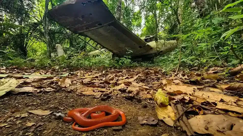 Paramaribo wooden cathedral, Amazon jungle lodge, leatherback turtle Galibi, Maroon village – Suriname travel guide 2026-2027