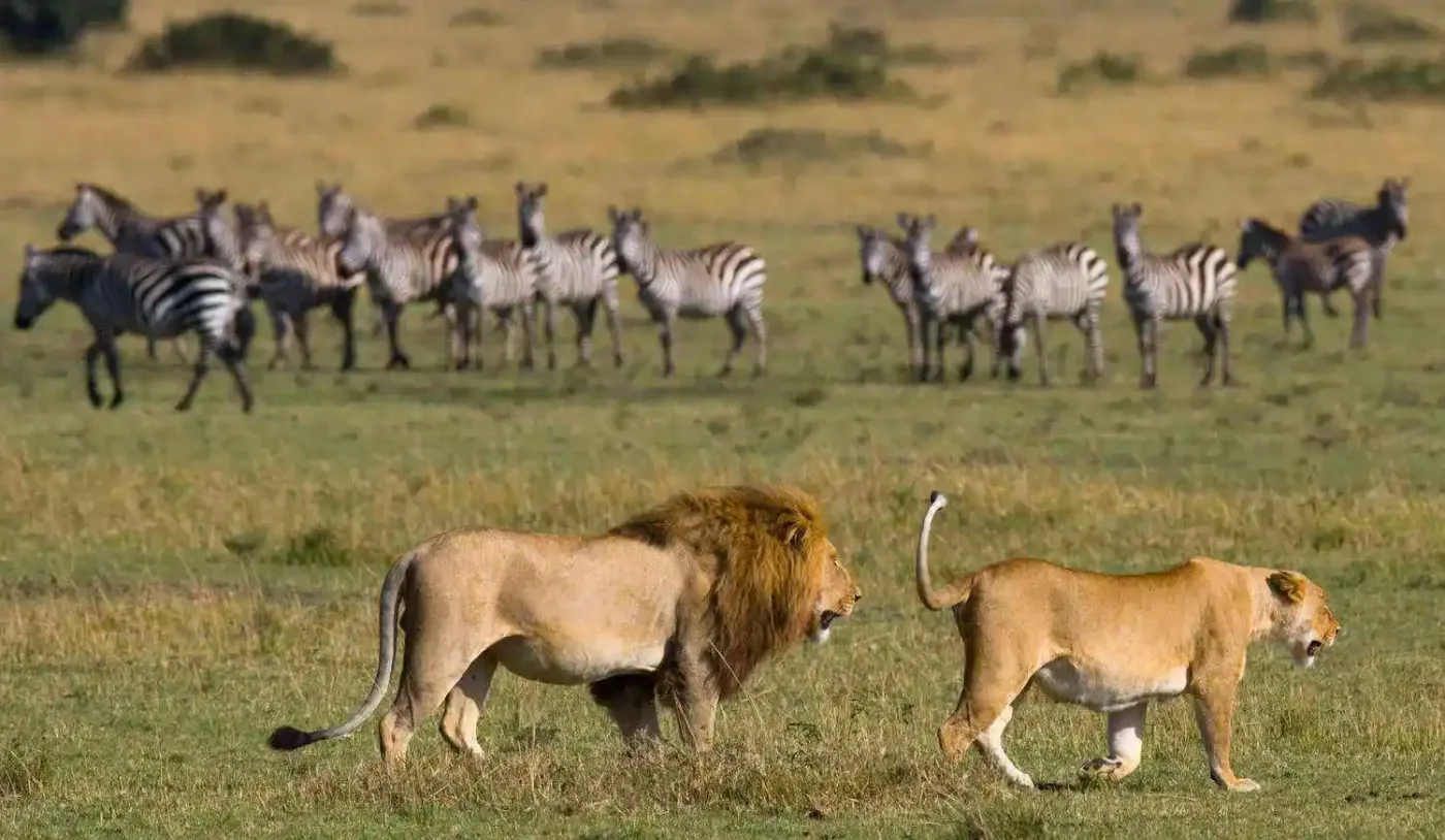 Lions hunting Zebras in Serengeti Plains