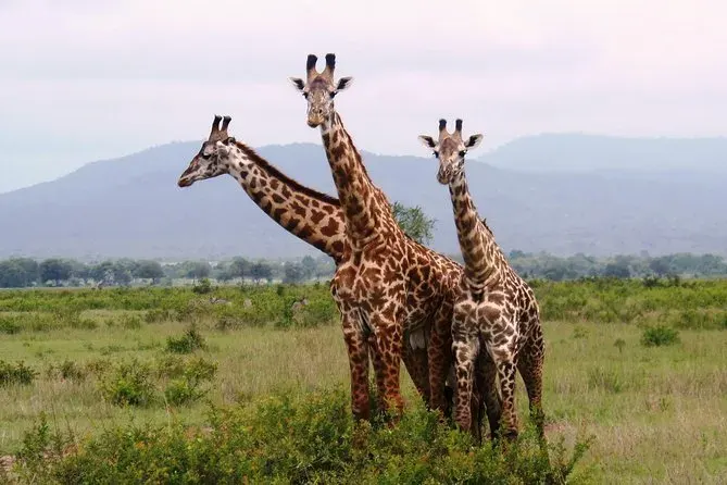 Meilleures excursions d'une journée en Tanzanie depuis Dar es Salaam