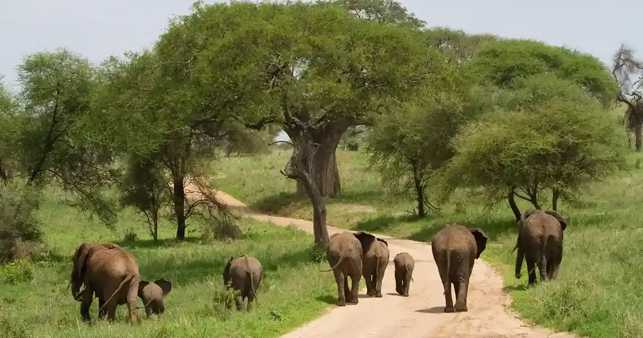 Éléphants parmi les baobabs à Tarangire