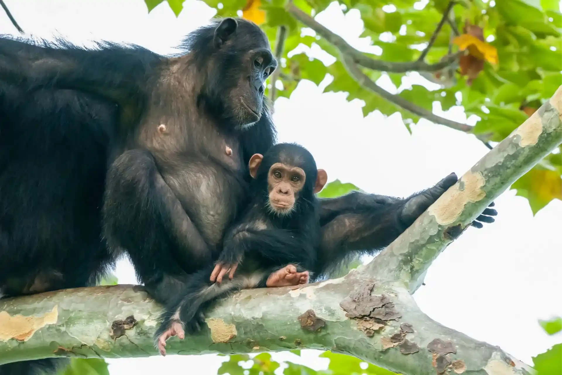 Gombe à 2 jours safari de randonnée