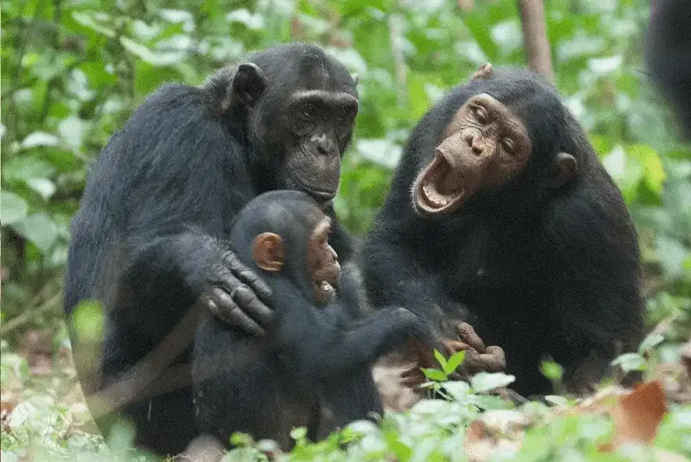 Suivi du chimpanzé dans le parc national des montagnes de Mahale