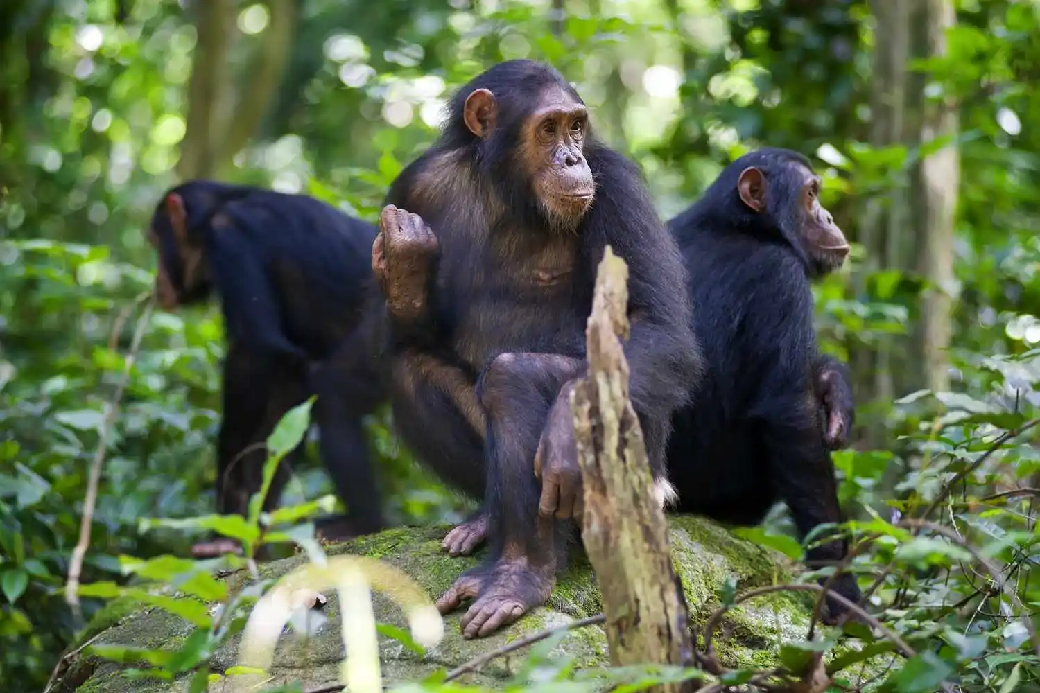 Gombe Chimpanzee Trekking Trekking du chimpanzee gombe