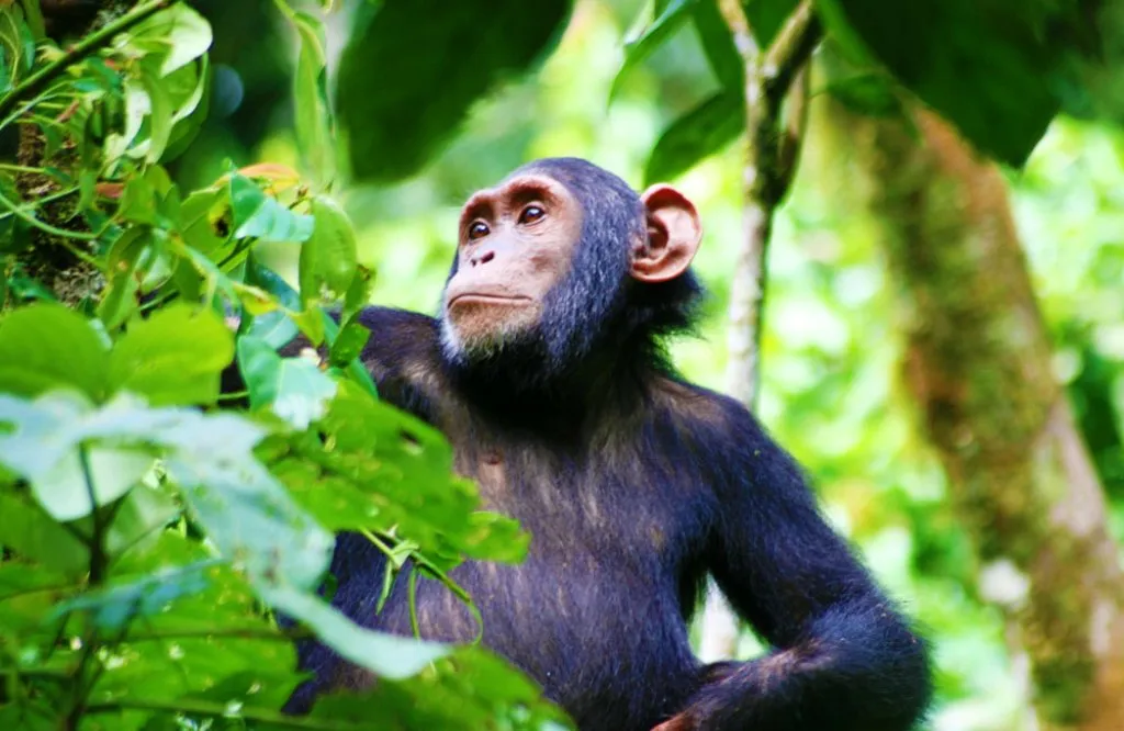 Gombe National Park Safari