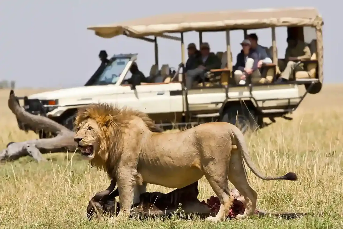 Du jeu de groupe à l'intérieur du parc national de Ngorongoro