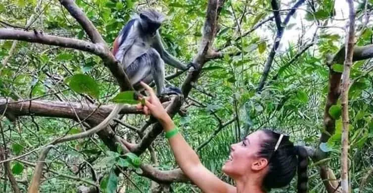 Singe rouge colobus dans la forêt de Jozani
