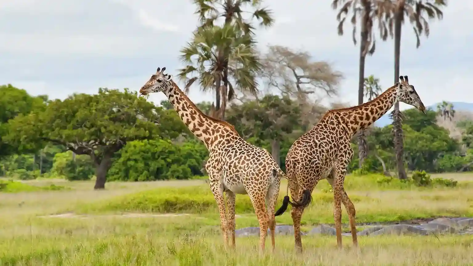 Katavi Wilderness safari de 4 jours