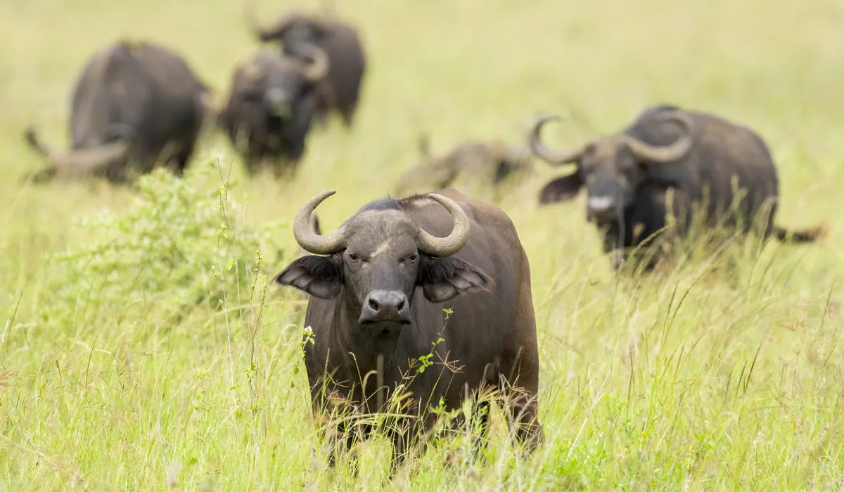 Buffalo troupeaux à Katavi