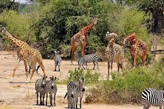 Katavi Wildlife Safari Katavi Wildlife Safari