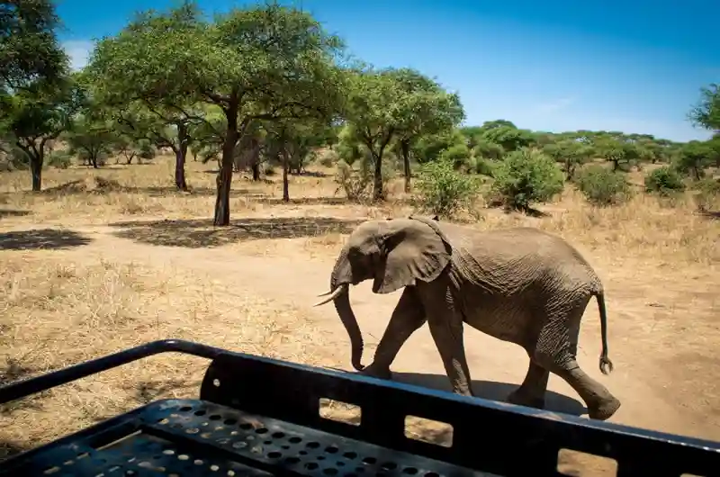 Bet Tour Operators in Tanzania