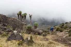 Paysage de route Rongai