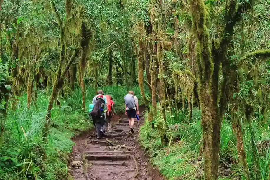 Machame Route Rainforest