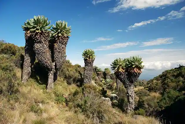 Shira Plateau on Kilimanjaro