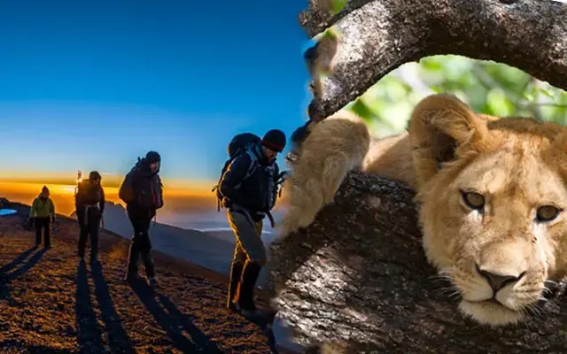 Mount Kilimanjaro and safari adventure
