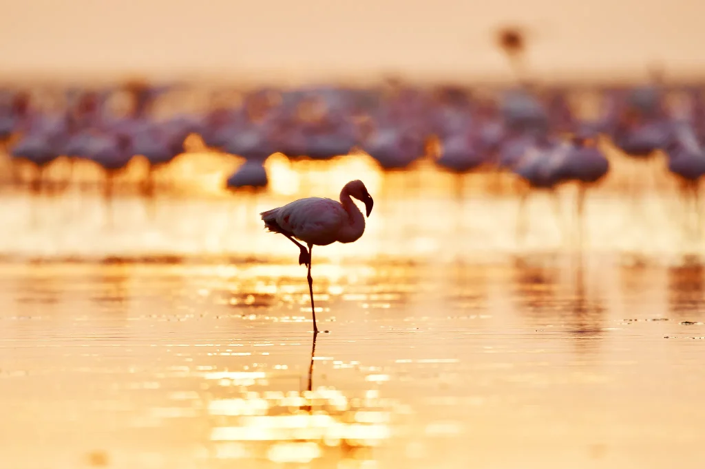 Flamingos au lac Manyara