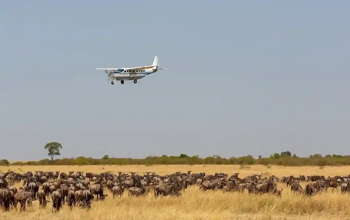 Lac Manyara National Park Safari