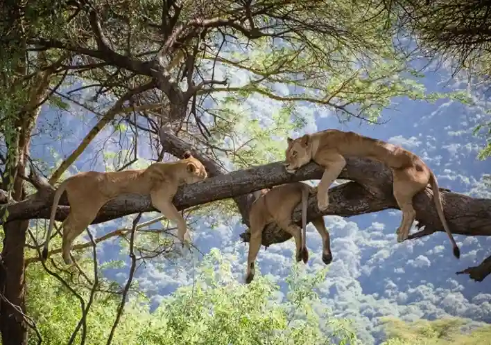 Voyage de la journée du parc national du lac Manyara