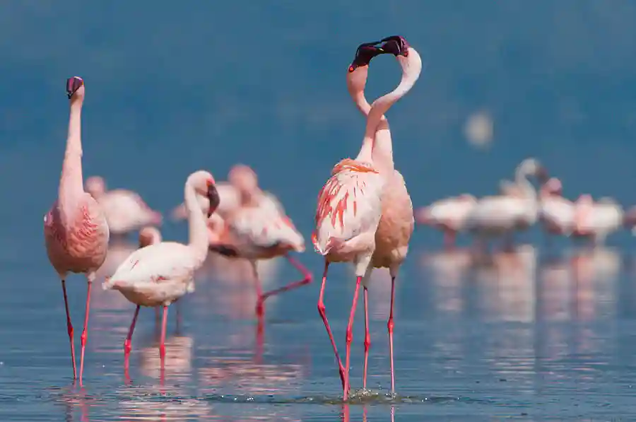 Flamingos at Lake Manyara