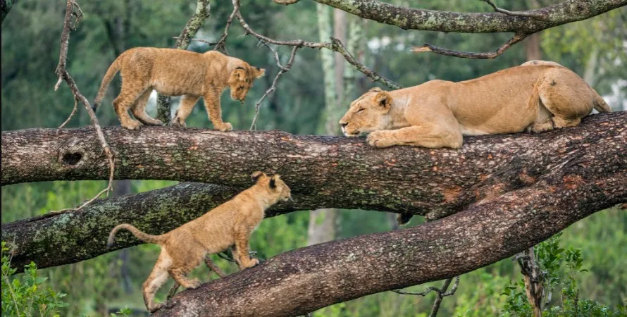 Voyage d'une journée du lac Manyara