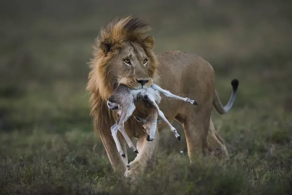 Lion à la chasse à Serengeti