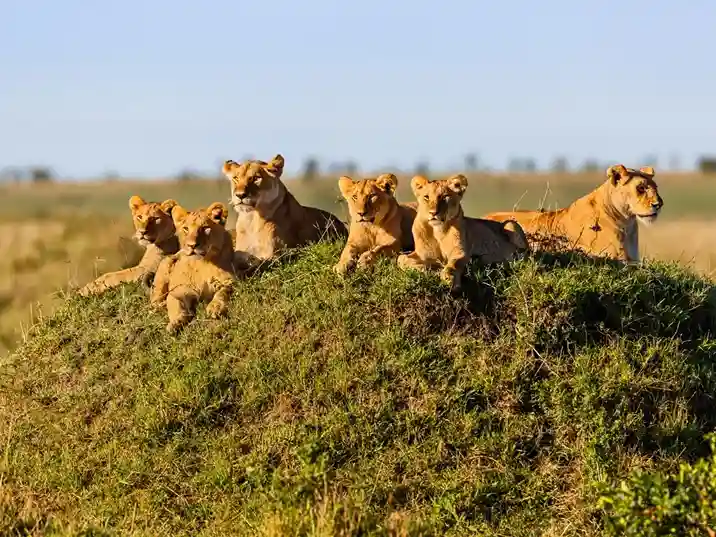 Voyage d'une journée du lac Manyara