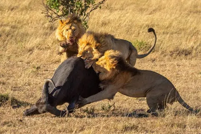 Safari photographique de 5 jours