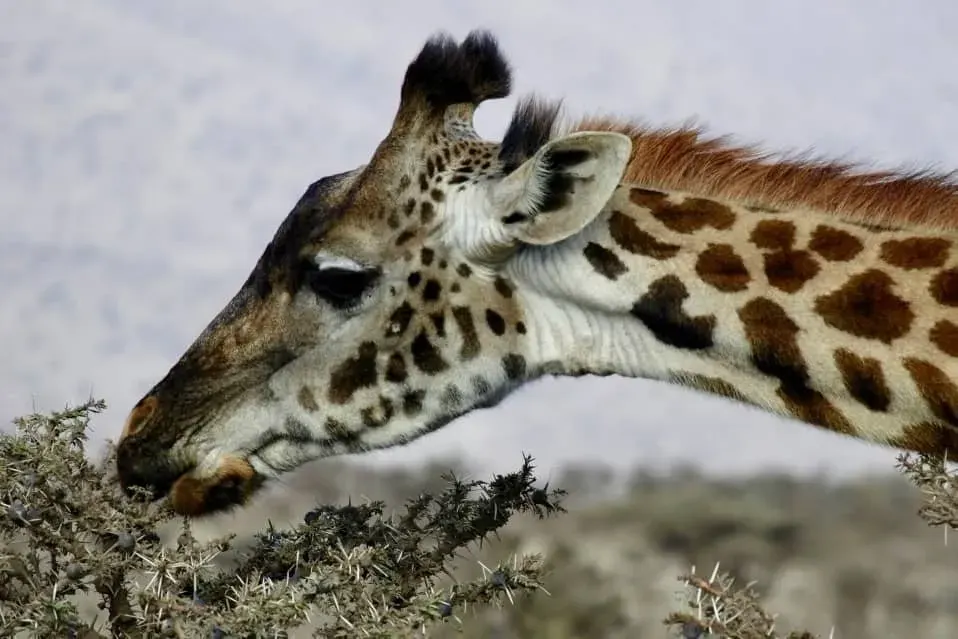 Aerial view of Serengeti landscape, showcasing Tanzania safari beauty with Capable Africa Tours