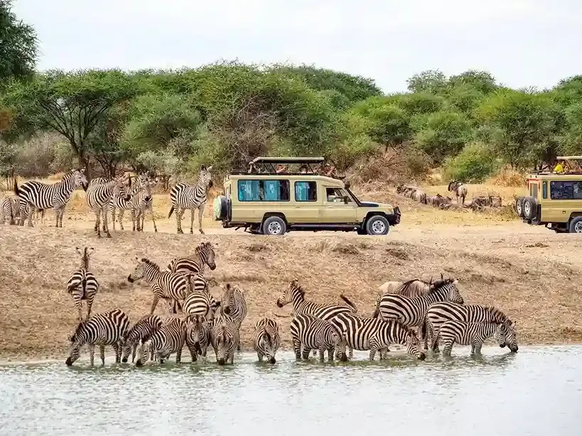 Idiot des zèbres dans le parc national de Tarangire