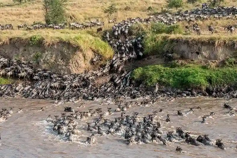 Mara River Crossing in Serengeti