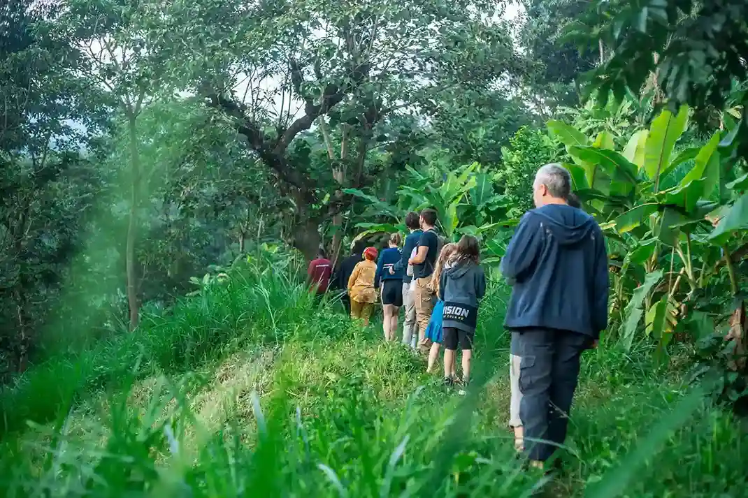 Banana farm in Marangu village