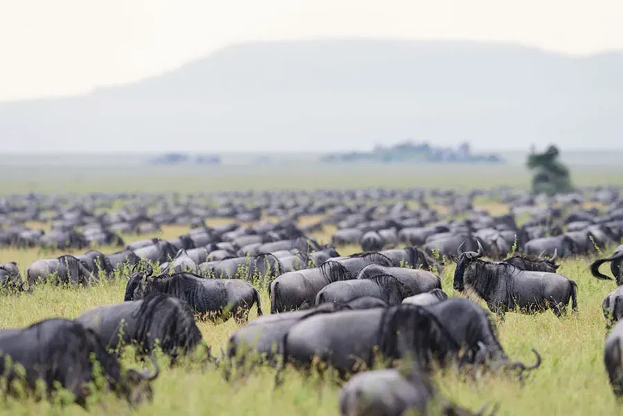 Maasai Mara, Kenya – Classic Safari Adventures