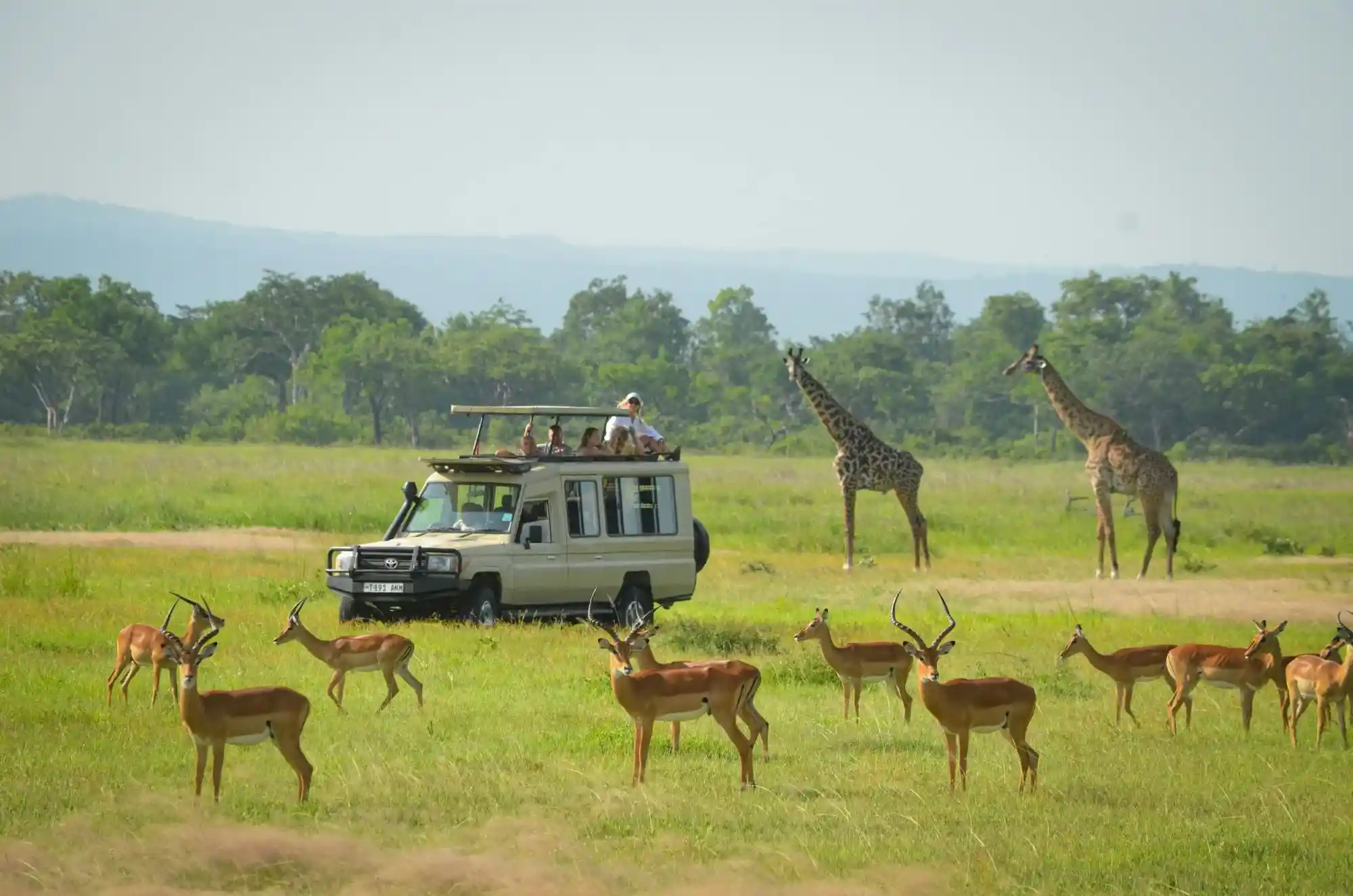 Mikumi Safari à 1 jour de Dar es Salaam