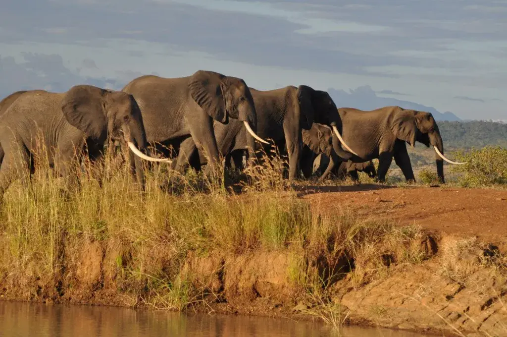 Herd d'éléphant à Mikumi