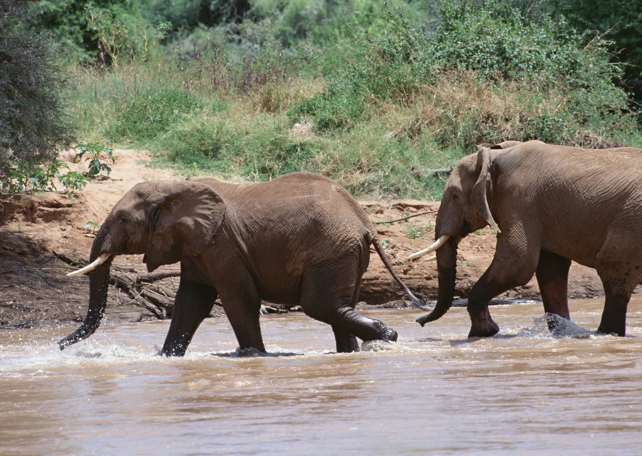Éléphants du parc national de Mikumi